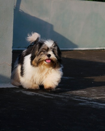 teddy bear dog with long hair